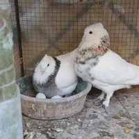 کفتر طوقی|پرنده|آران و بیدگل, |دیوار