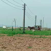 فروش-زمین-کشاورزی-باغی-آبی-قمشه-نقد