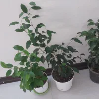 برگ عبایی|گل و گیاه طبیعی|خمینیشهر, |دیوار