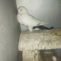 کفتر سرخ|پرنده|فولادشهر, B2|دیوار