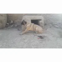 سگ پژدر|سگ|شراء, |دیوار