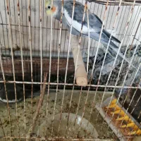 عروس هلندی و برزیلی