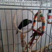 جفت گرینچیک با یک جوجه|پرنده|شیراز, تندگویان|دیوار