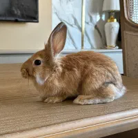 خرگوش|موش و خرگوش|نوشهر, |دیوار