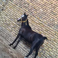 مادیان کورد