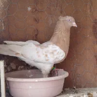 کله زرد  نر ساده سبز نر