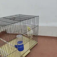 عروس هلندی نر