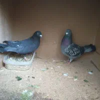 کبوتر