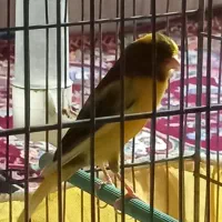 یک عدد قناری نر سوپر