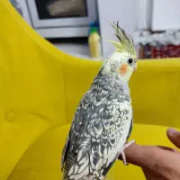 عروس هلندی اهلی