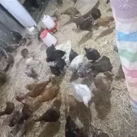 تعدادی مرغ خروس وجوجه