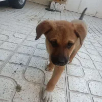 واگذاری توله سگ رایگان|سگ|کرمانشاه, |دیوار