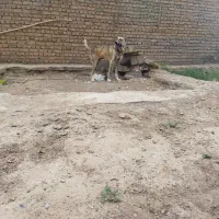 سگ نگهبان درجه یک