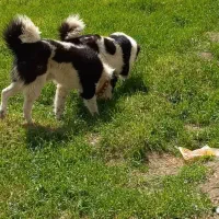 سگ نر همقال گله ای بز میش|سگ|خمینیشهر, |دیوار