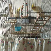 یه جفت عروس هلندی مولد سخنگو