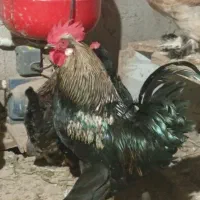 خروس محلی مرندی