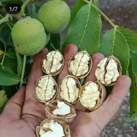 نهالستان همیشه سبز