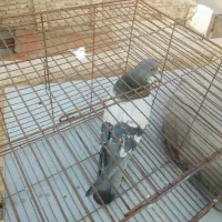 کفتر سبز پرشی  عطیقه|پرنده|قرچک, باقرآباد|دیوار