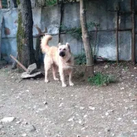 فروش سگ نگهبان و گله ای|سگ|لاهیجان, آهندان|دیوار