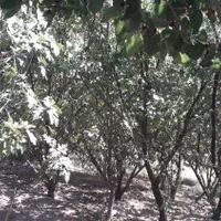 فروش باغ در روستای خوش اب و هوای زواریان|فروش زمین و ملک کلنگی|سلفچگان, |دیوار