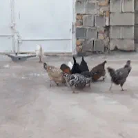 تعدادی مرغ جوان|حیوانات مزرعه|سرپل ذهاب, |دیوار