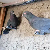 جفت زاغ سرکه ای