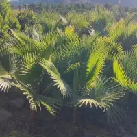 فروش برگ پالم واشنگتن