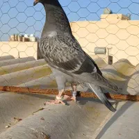 نر پلاکی|پرنده|اصفهان, دستگرده|دیوار