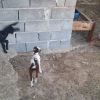 چند عدد بز|حیوانات مزرعه|سیریک, |دیوار