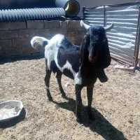 نری  پاکستانی تخمی