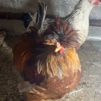 خروس سلطانی (2)میلیون