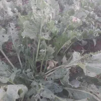 چغندر فروشی