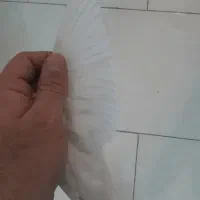 انگلیسی مرغ عشق سفید|پرنده|تهران, ائمه اطهار|دیوار