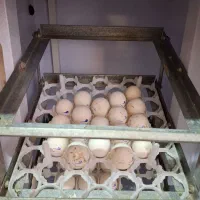 دستگاه جوجه کشی بلدرچین دماوند|لوازم جانبی حیوانات|بهشهر, |دیوار