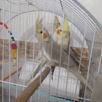 عروس هلندی|پرنده|دوگنبدان, |دیوار