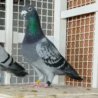 یک عدد نر فوق‌العاده