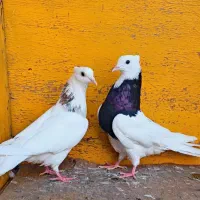 کبوتر طوقی ناب پرشی