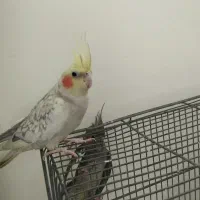 عروس هلندی|پرنده|نوشین شهر, |دیوار