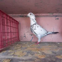 کبوتر|پرنده|ماسال, |دیوار