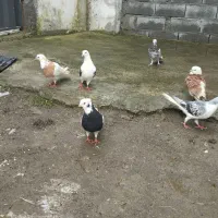 کبوتر|پرنده|گرمه, |دیوار