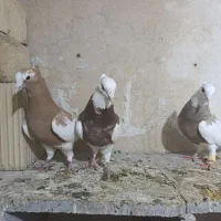 طوقی|حیوانات|شیراز, شهرک کوشکک|دیوار