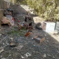 تعدادی خروس به فروش میرسد خروسها 8ماهه هستند