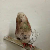 کفتر|پرنده|شاهدشهر, |دیوار