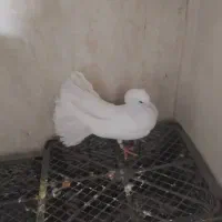 دم چتر پاک سفید