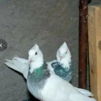 طوقی مفت معاوضه|پرنده|رفسنجان, |دیوار