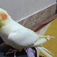 عروس نر معاوزه با ماده