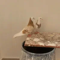 شازده آلیام|پرنده|ویلکیج, |دیوار