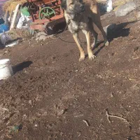 توله سرابی|سگ|هیر, |دیوار