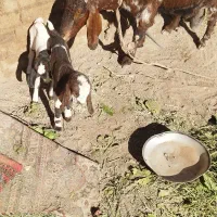 بوزدوقولوزا