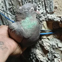 نادری